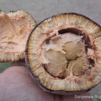 <i>Hydnocarpus octandrus</i>  Thwaites